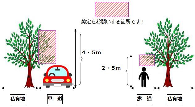 剪定範囲を説明したイラスト