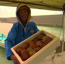 長太郎貝がたくさん入った発砲スチロールの箱を持つ、青いカッパを着た男性の写真