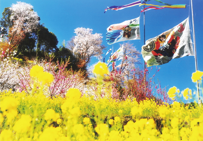 菜の花と桜の中で風にたなびくフラフの写真