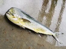 水揚げされたシイラの写真
