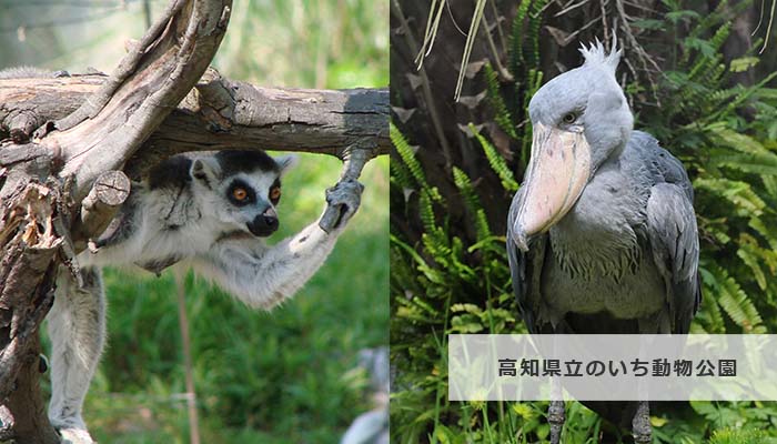 高知県立のいち動物公園