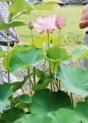 薄いピンク色をした一輪の大賀蓮が咲いている写真