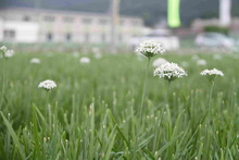 ニラの花を映した写真。