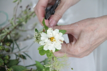 真ん中が黄色でその周りは白の花が写った写真。