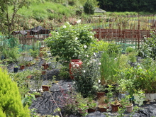 長野さんの土地にあるたくさんの草花が写っている写真。植木鉢にも花があり、白い花が多く見受けられる。