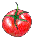 白色の背景に松葉色のへたをつけた赤色のトマト1個を描いた画像