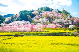 香南市香我美町の花公園