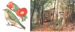 ウグイスと椿のイラストと野鳥観察小屋の写真