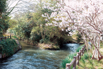 三叉の水路と岸辺に咲いている桜の写真
