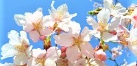 青空を背景に咲いている桜の花の写真