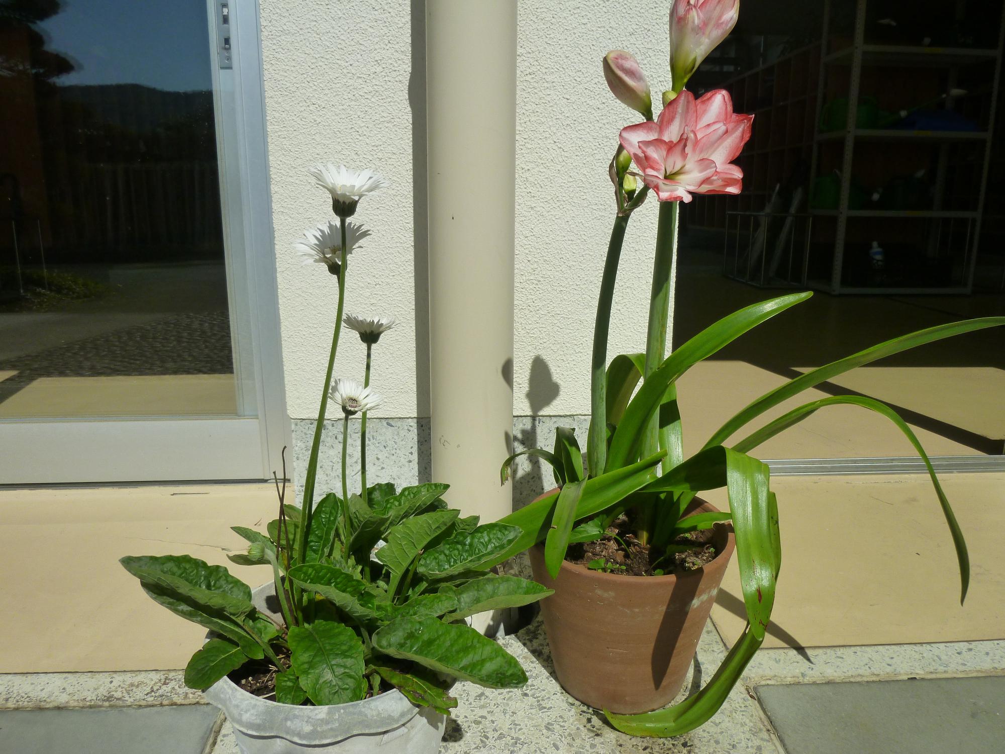 R8_花