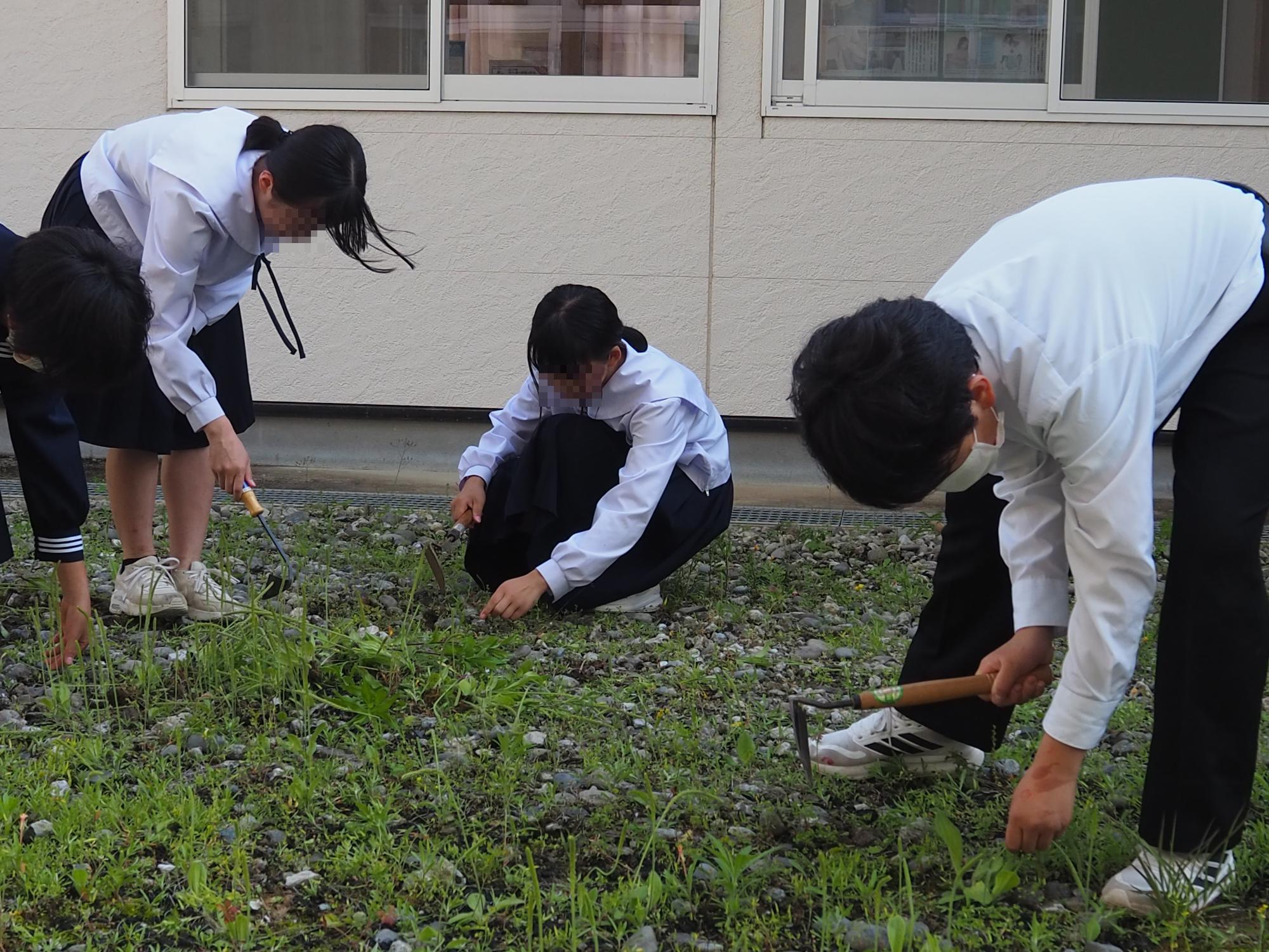 草引き1