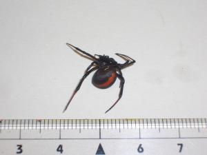 セアカゴケグモの成体のメスの写真